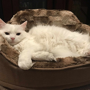 Alternate image 4 for Precious Tails Faux Fur Princess Pet Bed with Plush Bone Pillow