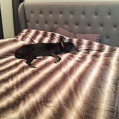 Alternate image 3 for Madison Park&reg; Zuri Faux Fur Oversized Bed Throw Blanket