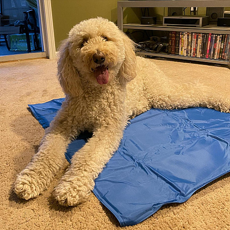 PAWSLIFE&reg; Cooling Pad in Blue. View a larger version of this product image.