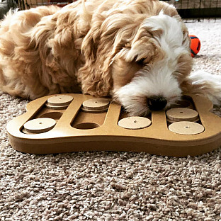 Alternate image 2 for Spot Sneak A Treat&trade; Shuffle Bone&trade; Pet Toy IQ Puzzle in Wood