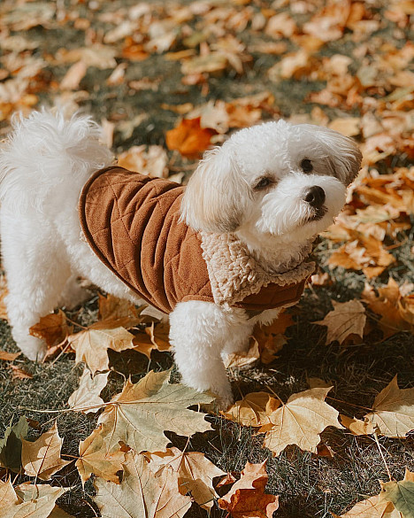 Bee &amp; Willow&trade; Faux Suede and Sherpa Lined Dog Coat in Brown. View a larger version of this product image.