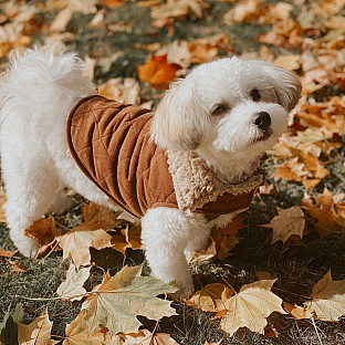 Alternate image 8 for Bee &amp; Willow&trade; Faux Suede and Sherpa Lined Dog Coat in Brown