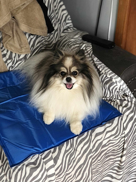 PAWSLIFE&reg; Cooling Pad in Blue. View a larger version of this product image.